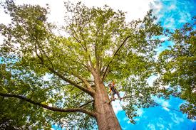 Best Tree Removal  in Fort Washington, MD