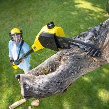 Best Tree Disease Treatment  in Fort Washington, MD