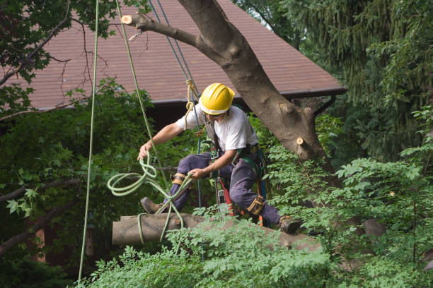 Best Tree Mulching  in Fort Washington, MD