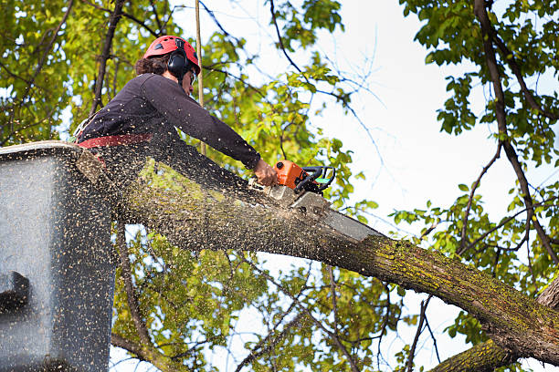 Best Root Management and Removal  in Fort Washington, MD