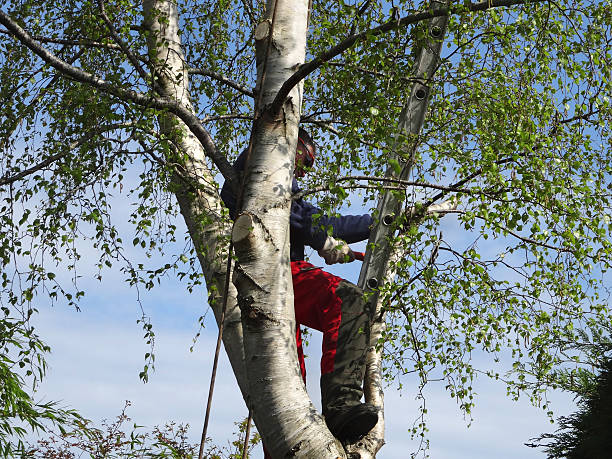 Best Storm Damage Tree Cleanup  in Fort Washington, MD