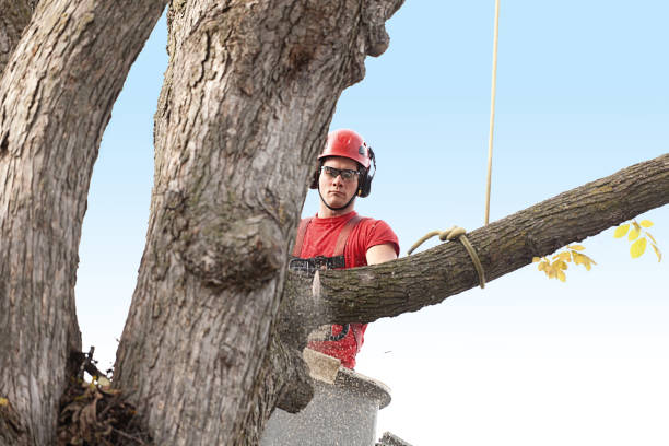 How Our Tree Care Process Works  in  Fort Washington, MD